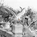 Daguan park scenery with black headed gulls in winter