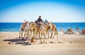 Dahab, Egypt - November 05, 2011. Egyptian riding on the camel in Sinai