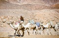 Dahab, Egypt - November 05, 2011. Egyptian riding on the camel in Sinai