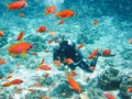 Dahab, Egypt - November 06, 2011. Scuba diver exploring Red Sea between flock of the orange fish