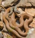 Dahl`s Whipsnake