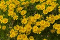 Dahlberg daisy. Royalty Free Stock Photo