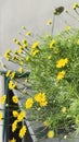 Dahlberg daisy in hanging flower pot with sunlight on condominium balcony Royalty Free Stock Photo