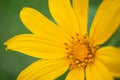 Dahlberg daisy Royalty Free Stock Photo