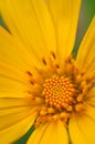 Dahlberg daisy Royalty Free Stock Photo