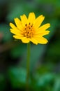 Dahlberg daisy Royalty Free Stock Photo