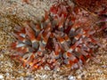 Dahlia anemone. Achmelvich Bay, Diving, Scotland