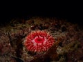 Dahlia anemone. Loch Carron, diving, Scotland. Marine life