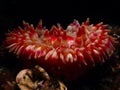 Dahlia anemone. Loch Carron, diving, Scotland