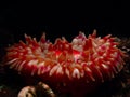 Dahlia anemone. Loch Carron, diving, Scotland