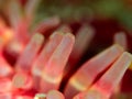 Dahlia anemone, Pink, Bokeh. Loch Carron, diving, Scotland.