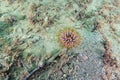 Dahlia anemone on sand