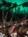 Dahlia anemone, Urticina felina. Farne Islands, East coast, England