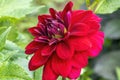 Dahlia `Arabian Night` Royalty Free Stock Photo