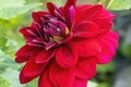 Dahlia `Arabian Night`