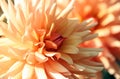 Dahlia, asteraceae variety of chrysanthemum, gentle color yellow-orange flowers Royalty Free Stock Photo