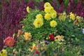 Dahlia and Atriplex hortensis growing in a flowerbed Royalty Free Stock Photo