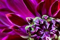 Dahlia. Autumn flower