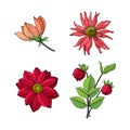 Dahlia - autumn flower. Hand drawn outline sketch. Royalty Free Stock Photo