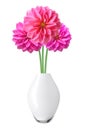 Dahlia Autumn flowers in vase isolated on white Royalty Free Stock Photo