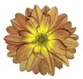 Dahlia autumn red-yellow flower on white isolated background with clipping path. For design. Closeup.