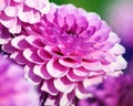 Dahlia barbara variety, close-up bright pink chrysanthemum