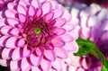 Dahlia barbara variety, close-up bright pink chrysanthemum of large size