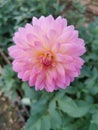 Dahlia , a beautiful and colorful cutting flower plant