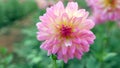 Dahlia , a beautiful and colorful cutting flower plant