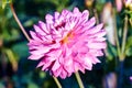 Dahlia - beautiful pink flower