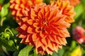 Dahlia `Bicentenary`