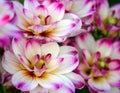 Dahlia binky variety, closeup are bright white small sized chrysanthemums Royalty Free Stock Photo