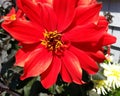 Dahlia Bishop of Llandaff Royalty Free Stock Photo