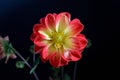 Dahlia black background red tipped yellow petals with yellow eye closeup