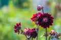 Dahlia Black Touchin in garden Royalty Free Stock Photo