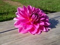 Dahlia bloom on a Picnic Table