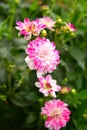 Dahlia blooming flower, color fever, garden in the UK