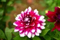 Dahlia blooming flower, color fever, garden in the UK