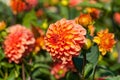 Dahlia blooms in autumn Royalty Free Stock Photo