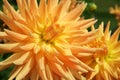 Dahlia blooms Indian Summer Royalty Free Stock Photo