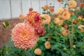 dahlia blooms in a sunny autumn day in the garden Royalty Free Stock Photo