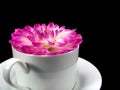Dahlia blossom in a cup