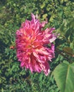 Dahlia blossom plant blend of mauve and peach color Royalty Free Stock Photo