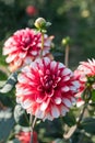 Dahlia blossom red and white colored