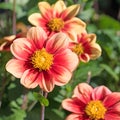 Dahlia blossoms in a close-up Royalty Free Stock Photo