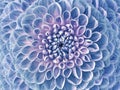 Dahlia blue flower. Macro. Motley big flower. Background from a flower. Royalty Free Stock Photo