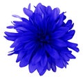 Dahlia blue flower white background isolated with clipping path. Closeup. with no shadows. Royalty Free Stock Photo