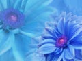 Dahlia blue flowers, on blue blurred background . Closeup. Bright floral composition card for the holiday. Royalty Free Stock Photo