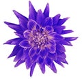 Dahlia blue-pink-violet flower, white background isolated with clipping path. Closeup. with no shadows. Great, Spotted, spiky f Royalty Free Stock Photo