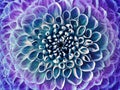 Dahlia blue-purple flower. Macro. Motley big flower. Background from a flower. Royalty Free Stock Photo